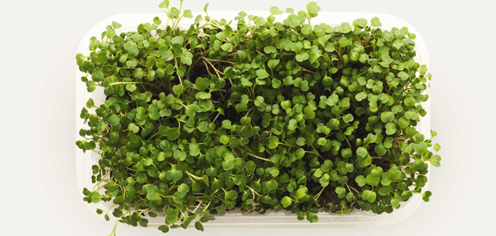 Power Packed Microgreens