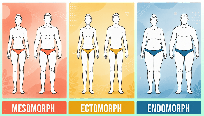 somatotypes infographic showing ectomorph endomorph mesomorph